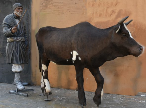 پیرمرد و گاو